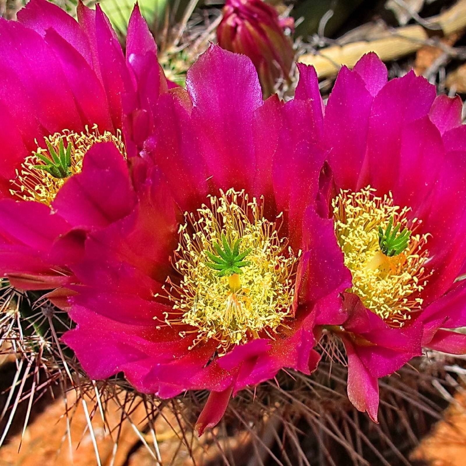 Strawberry Cactus Echinocereus Stramineus Showy Succulent Vibrant Blooms Housepl