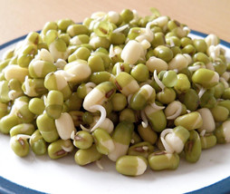 150 Mung Bean Moong Sprouts Golden Gram Green Vigna Radiata Vegetable Seeds - £15.58 GBP