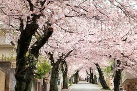 AKEBONO Flowering Cherry Tree image 4