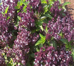 250 Holy Basil Seeds Herb Ocimum Tenuiflorum Fresh Garden - £11.48 GBP