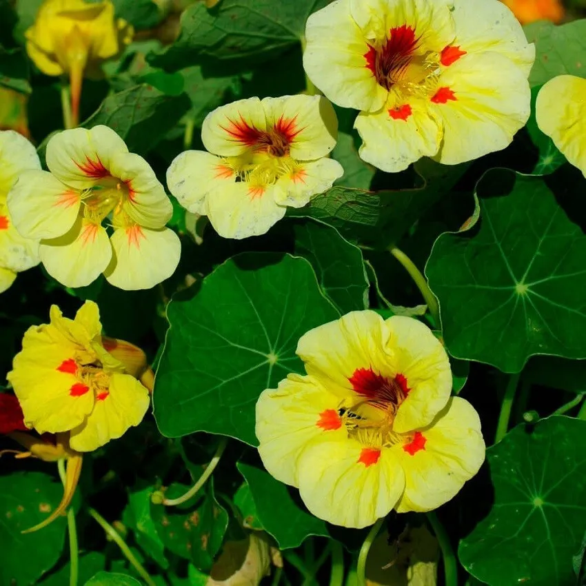  50 Nasturtium Melba Peach Seeds  - £12.57 GBP