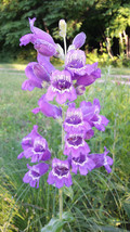 HS 50+ Penstemon Beardtongue Calico Flower Seeds / Perennial - £3.67 GBP