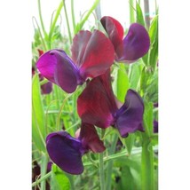 50+ Purple Prince Sweet Pea Seeds | Fragrant Climbing Flowers - $16.50