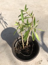 2 Goji Berry Plant Cutting With Pot 8 Inch Live Plant Ready To Plant USA Seller - $47.98