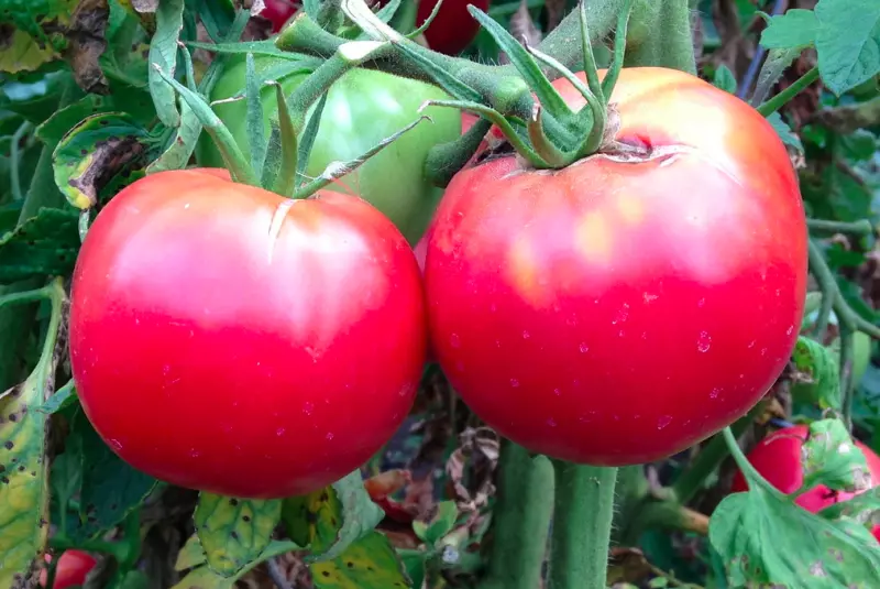 Rose De Berne Tomato Seeds Heirloom Organic S_S - $3.83