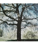 Canvas Wall Art ~ 11&quot; x 11&quot; x 1&quot;  ~ Canvas Print ~ Tree In Field Theme - €30,20 EUR