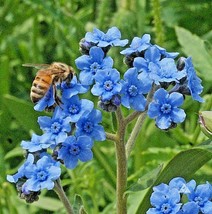 TKBONStore 400 Seeds Chinese Forget Me Not Seeds Wildflower Blooms Summer Fall G - £6.57 GBP