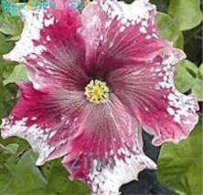 200Pcs Hibiscus Rosa Sinensis Flower Seeds Dark Flowers With White Damask Edge F - $13.72