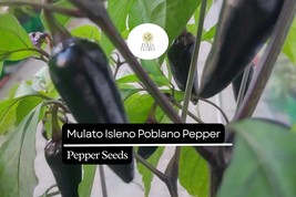 10 Seeds Mulato Isleno Poblano Pepper, Capsicum Annuum, Mild Chili Peppe... - $5.71