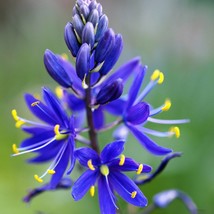 Fresh New 20 Blue Large Camas Camassia Leichtlinii Great Camass Quamasia... - $14.90