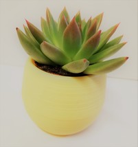 Colorful Succulent Planter, Self-Watering Pot for House Plants image 7