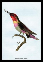Hummingbird: Trochilus Anna by Sir William Jardine - Art Print - £17.29 GBP+