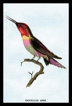 Hummingbird: Trochilus Anna by Sir William Jardine - Art Print - £16.52 GBP+