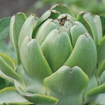 USA Seller 20 Green Globe Artichoke Seeds Free Shipping - $16.65