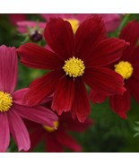 New Fresh Seeds Cosmos Bipinnatus Sonata Red Shades Garden Flower Seeds ... - $19.98