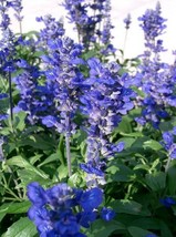 Salvia Farinacea Mealycup Sage Mealy Sage 20 Seeds USA Garden - £13.20 GBP