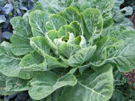 Collard Greens, Morris, Heirloom, Organic 100+ Seeds, Great For Salads, Cooking - £2.32 GBP