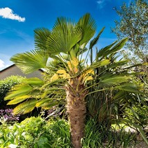 10 Wagner Windmill Palm Dwarf Chusa Trachycarpus Fortunei Wagnerianus Tr... - $87.67 MXN