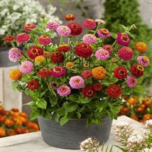 Rainbow Zinnia Seeds 20 Per Pack Easy Grow To Grow Colorful Grown In Usa Gardeni - $9.10