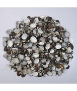 Craft Shells 500 Pc DIY Crafting Shell Art Jewelry Making Fresh Creekbed... - $9.70
