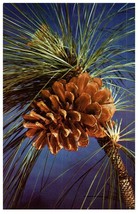 Long Leaf Pine Symbolic Of The Sand Hills of North Carolina Floral Postcard - £6.96 GBP