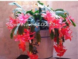 NEW 100 pcs Zygocactus Truncatus Bonsai Seeds - Rose Pink Flowers FRESH SEEDS - £7.98 GBP