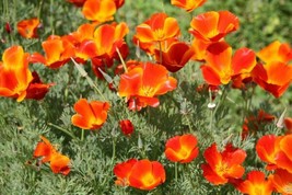 MIKADO CALIFORNIA POPPY SEEDS 250  FLOWER ESCHSCHOLZI CALIFORNICA  - $11.50