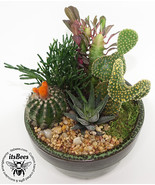 Small 6&quot; Ceramic Garden - Cactus, Succulent, Haworthia, Aloe - House, Gift - $74.00