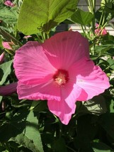 Pretty Pinks Hibiscus True Hardy Perennial Flowered Bush 100 Seeds Garde... - $8.97