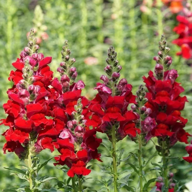 Defiance Red Snapdragon Flower 100 Seeds USA Seller - £6.71 GBP