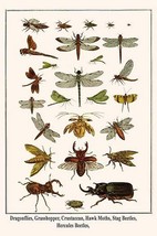 Dragonflies, Grasshopper, Crustacean, Hawk Moths, Stag Beetles, Hercules... - £17.29 GBP+