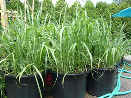 Lemongrass Rootstalk (Cymbopogon Citratus) 4 Live Plants - £18.63 GBP