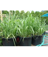 Lemongrass Rootstalk (Cymbopogon Citratus) 4 Live Plants - $437.76 MXN