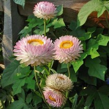 USA Seller Bin1D#2 Helichrysum Seeds Helichysum Montrosum Silvery Rose 1000 Seed - £23.09 GBP