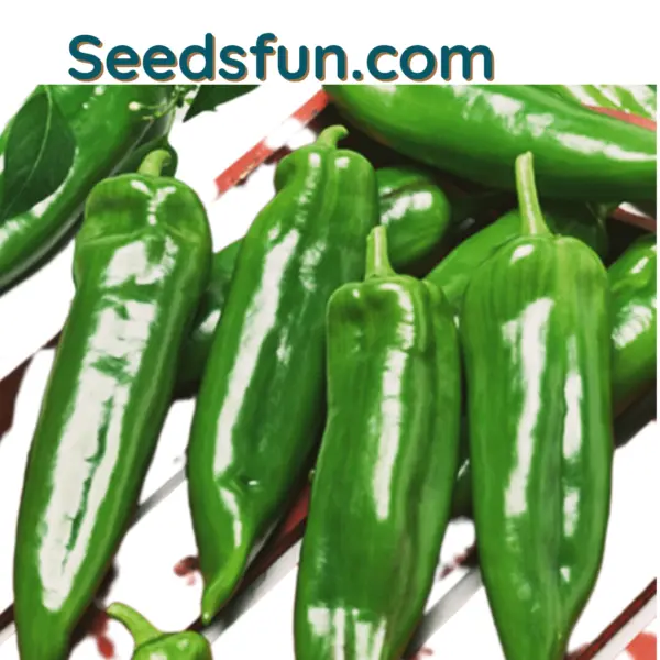 50+ Anaheim Chili Pepper Seeds Hot For Roasting And Smoking Fresh Garden - £5.47 GBP