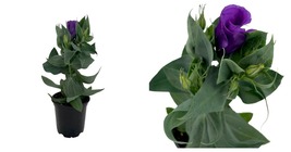 Live Plant - 4&quot; Pot - Purple Eustoma Lisianthus - Rose-like Blooms - $44.99