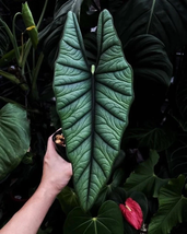 Live Plant Alocasia Platinum “bisma” Starter Plant Houseplant - £27.05 GBP