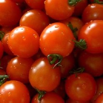 USA Seller Mpb#6 Small Red Cherry Tomato Seeds 300 Seeds Indeterminate Fast Ship - $19.21