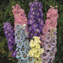 VP Millennium Star Delphinium Perennial Garden Flower Flowers USA 50 Seeds - £5.36 GBP