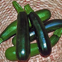 Zucchini, Squash, Black Beauty, Heirloom, 200 Seeds, Delicious Healthy - £4.71 GBP
