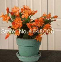 100 pcs/Bag Hanging Schlumbergera Zygocactus Flores Bonsai Christmas Cac... - $6.99