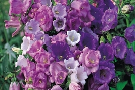 50 Canterbury Bells Mixed Flower Seeds for Garden - £7.73 GBP