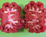 50 Seeds Pink Accordion Tomato Vegetable Garden - $9.70