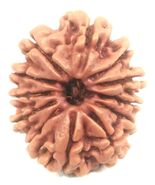 12 Mukhi rudraksha - 24.47 mm - Nepal - IGL Certified - $123.74