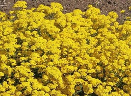 Gold Alyssum Flower Seeds Basket Of Gold Alyssum Saxatile Fast Grow - $206.24 MXN