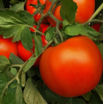 25 Pc Seeds Luguna Red Tomato Vegetable Plant, Tomato Seeds for Planting | RK - $27.30