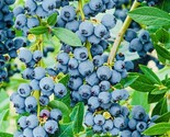 400 Seeds Blueberry Fruit Seeds Sweet Non Gmo Fresh Harvest Fast Shipping - $8.99