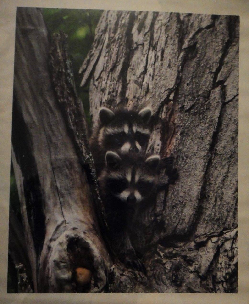 Primary image for Adorable and cute baby raccoons 16x20 unframed photo