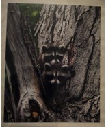 Adorable and cute baby raccoons 16x20 unframed photo - £65.60 GBP
