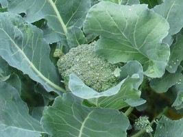 250+ De Cicco Broccoli Seeds Nongmo Harvest Fresh Garden - £4.52 GBP